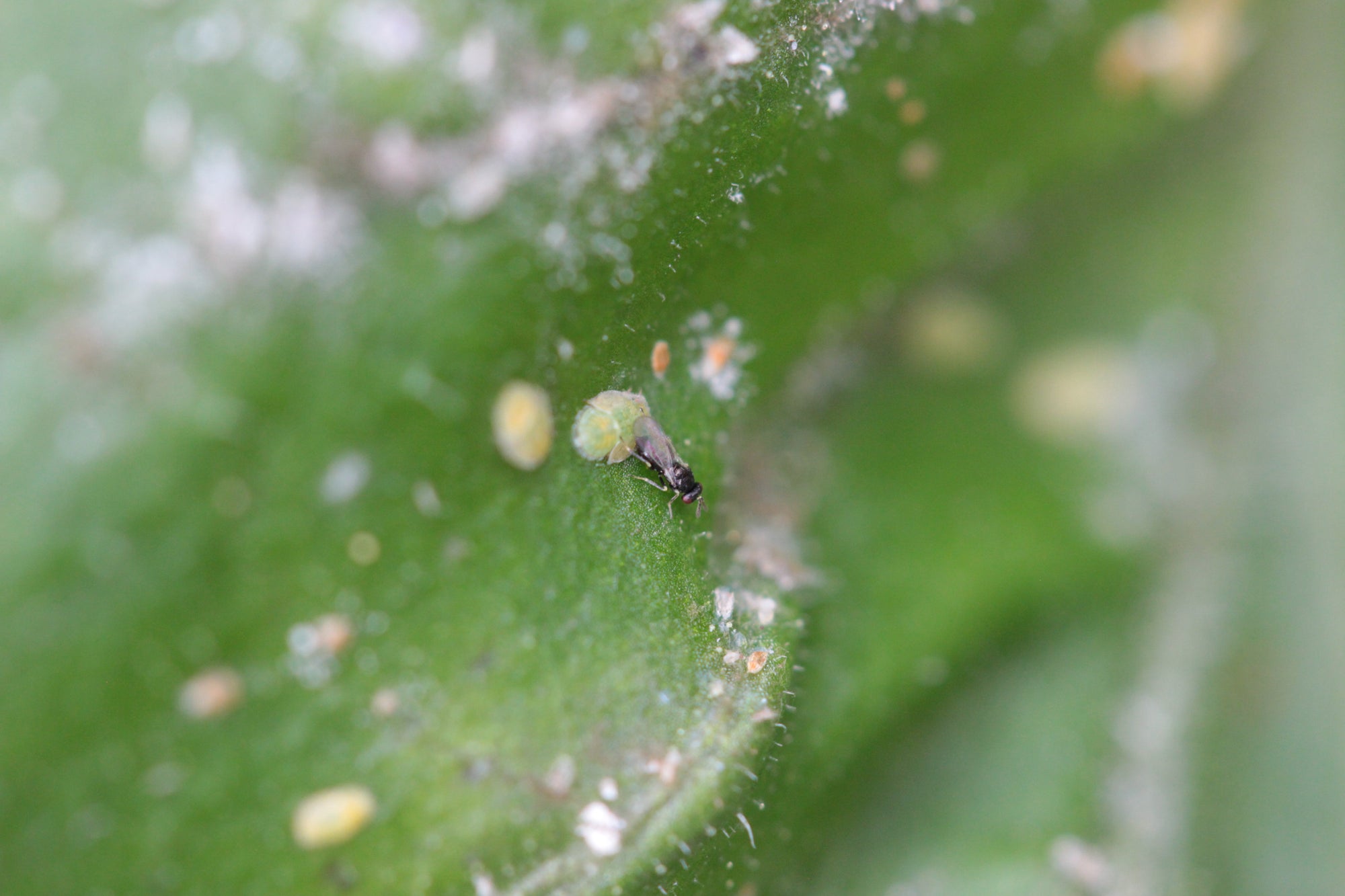 a tetrapar parasitizing a psyllid 