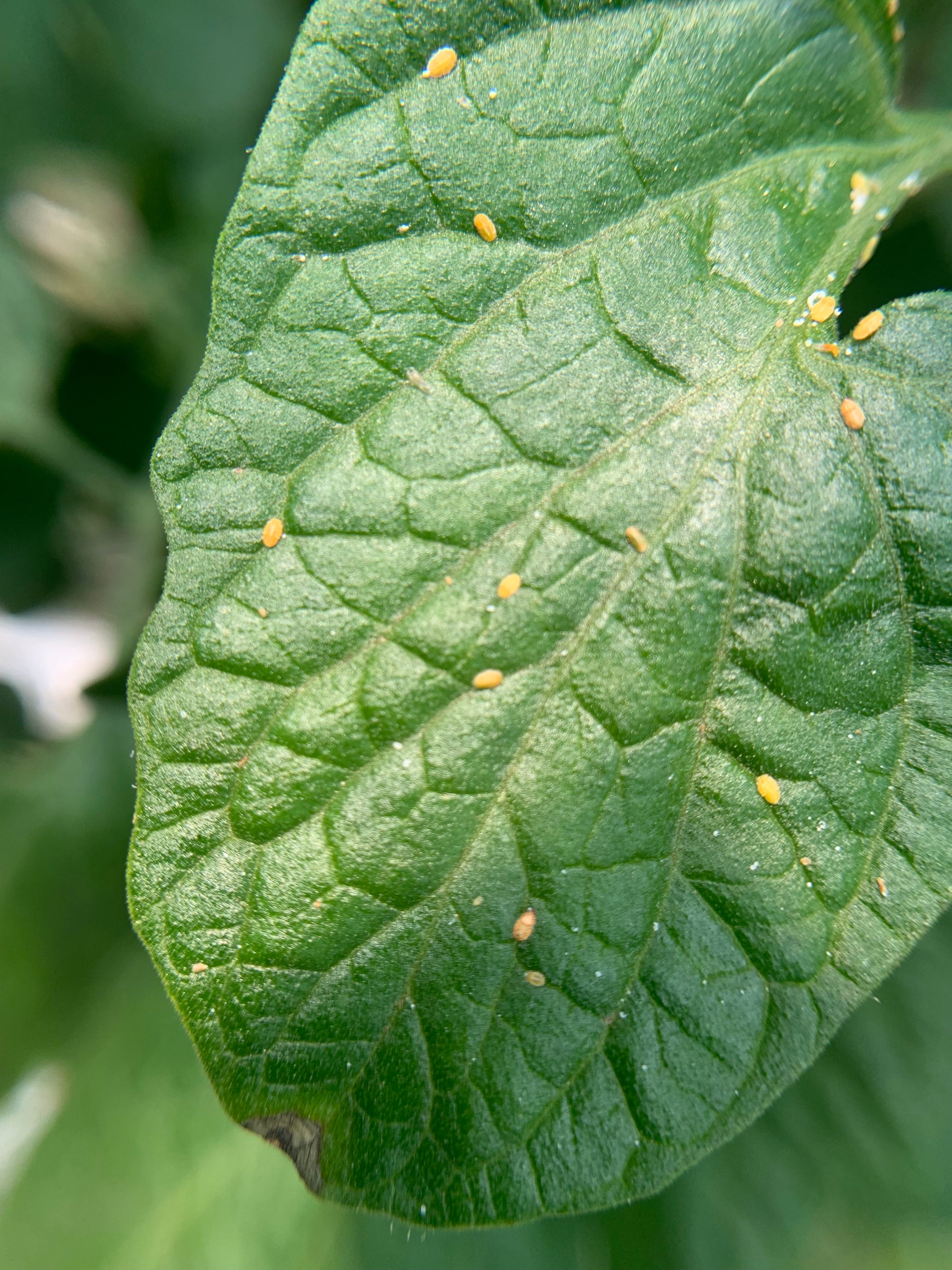 Parasitized nymphs on a pepper leaf. Yellow dots. 