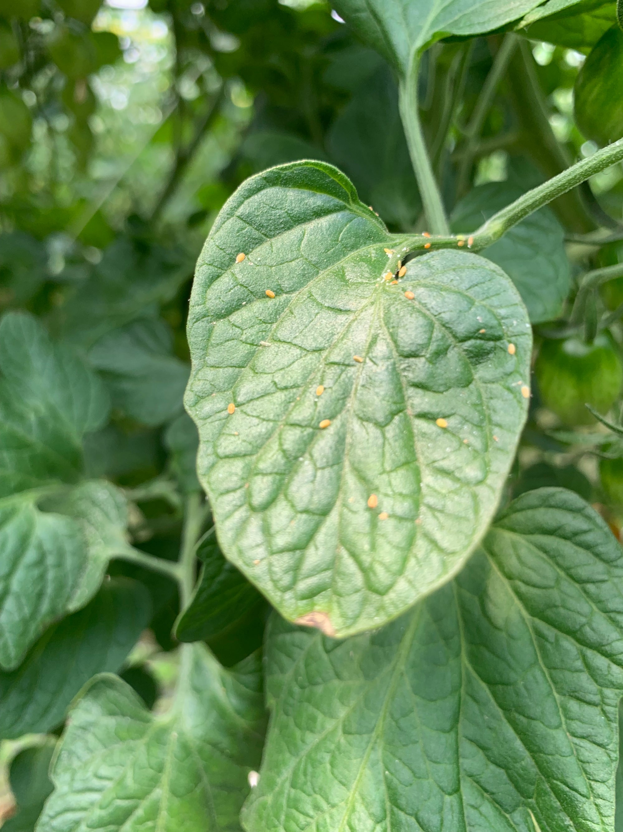 Close-up of a green leaf with small ye1low spots (parasitized psyllids) on a blurred green background