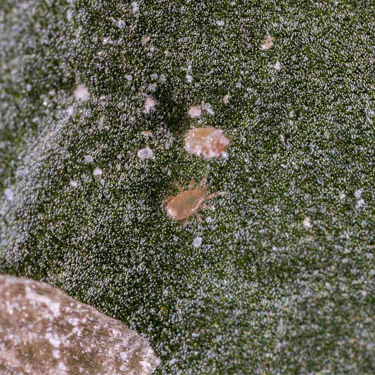 Neoseiulus cucumeris walking around on a leaf 