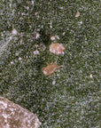 Neoseiulus cucumeris walking around on a leaf 