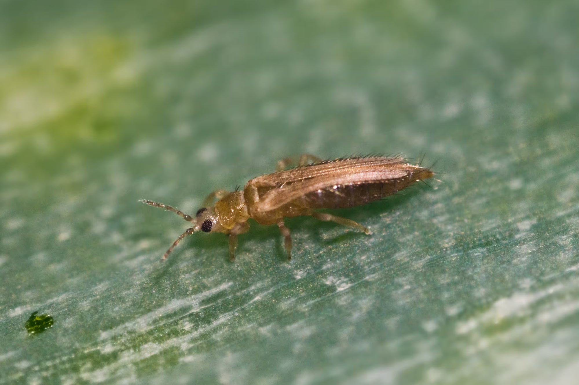 onion thrips on a green leaf