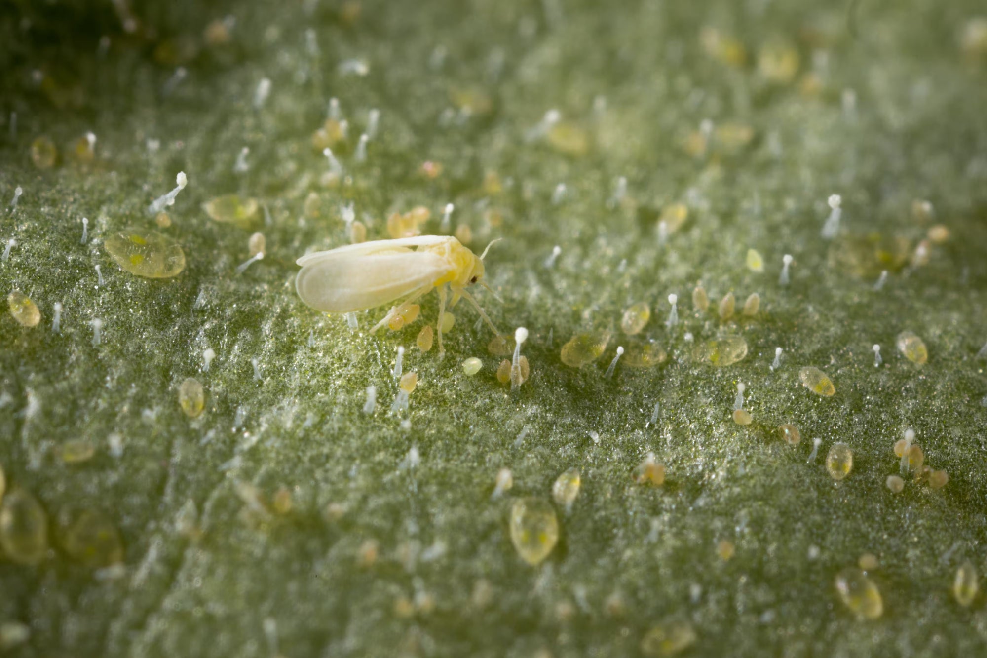 Whitefly on a green leaf