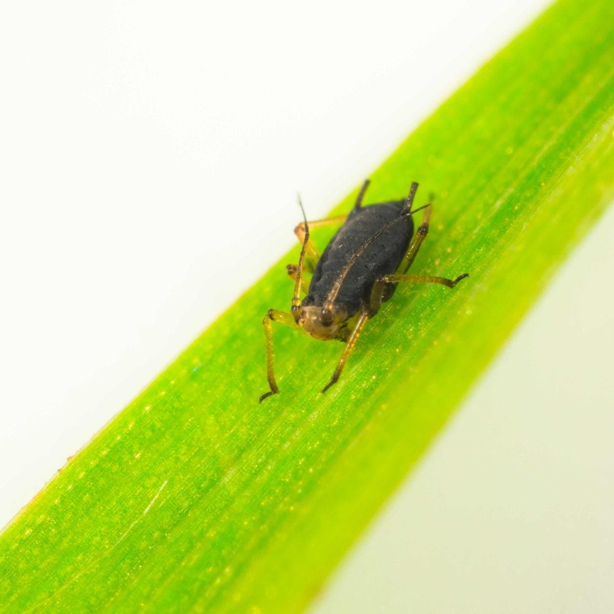 Aphid mummy on a green leaf with a white background