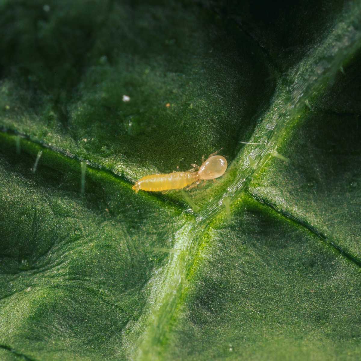 A swirskii mite feeding on a thrips larvae 