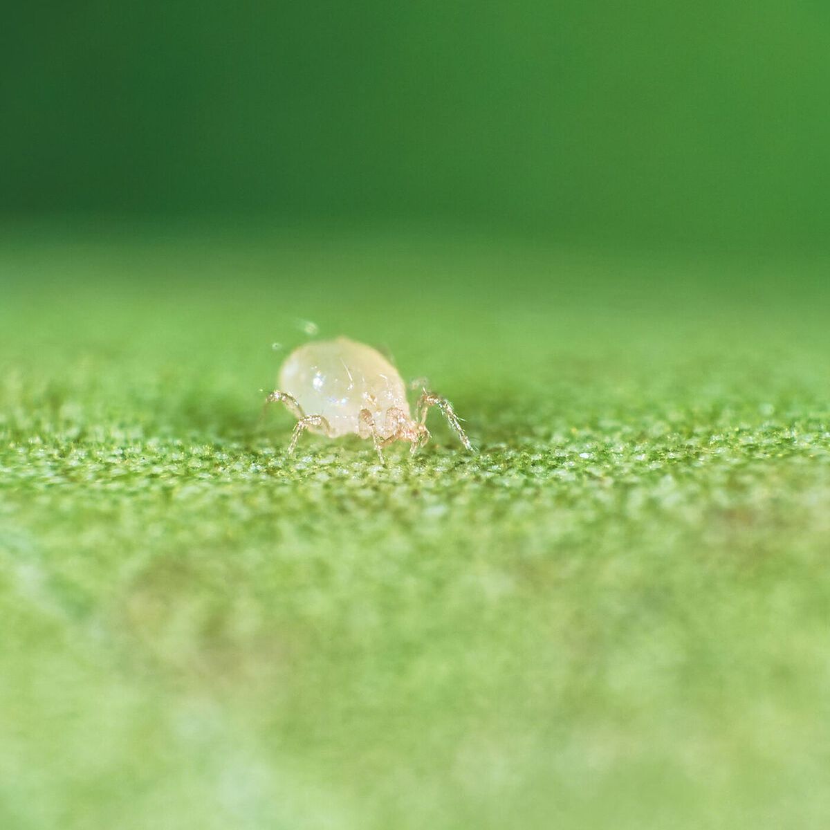 Anso-Mite : amblyseius andersoni