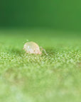 Anso-Mite : amblyseius andersoni