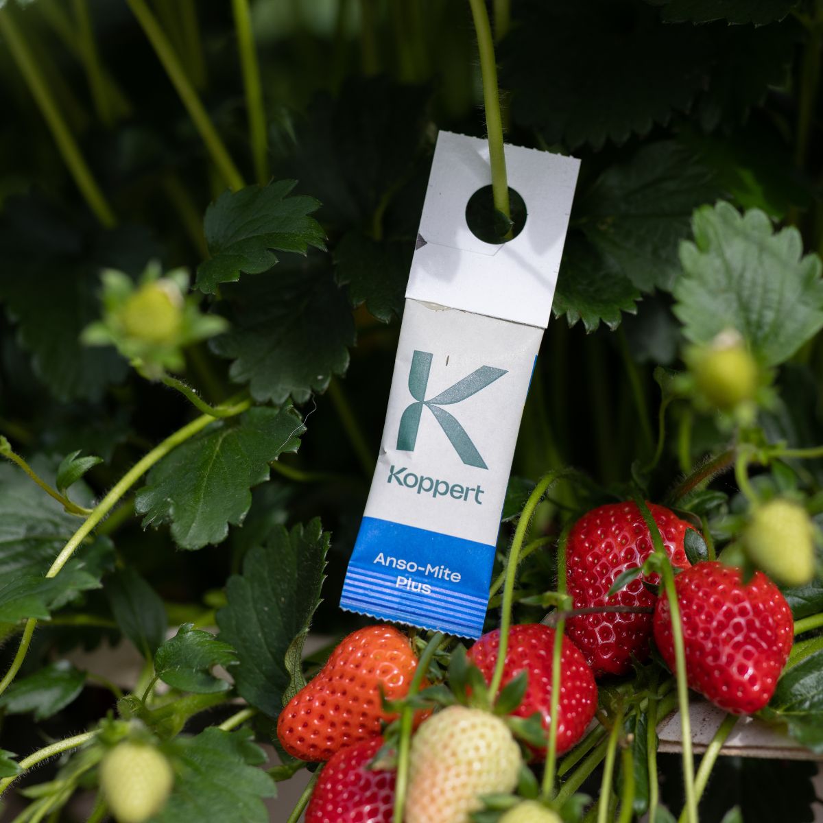 Sachet Anso-Mite dans une culture de fraises