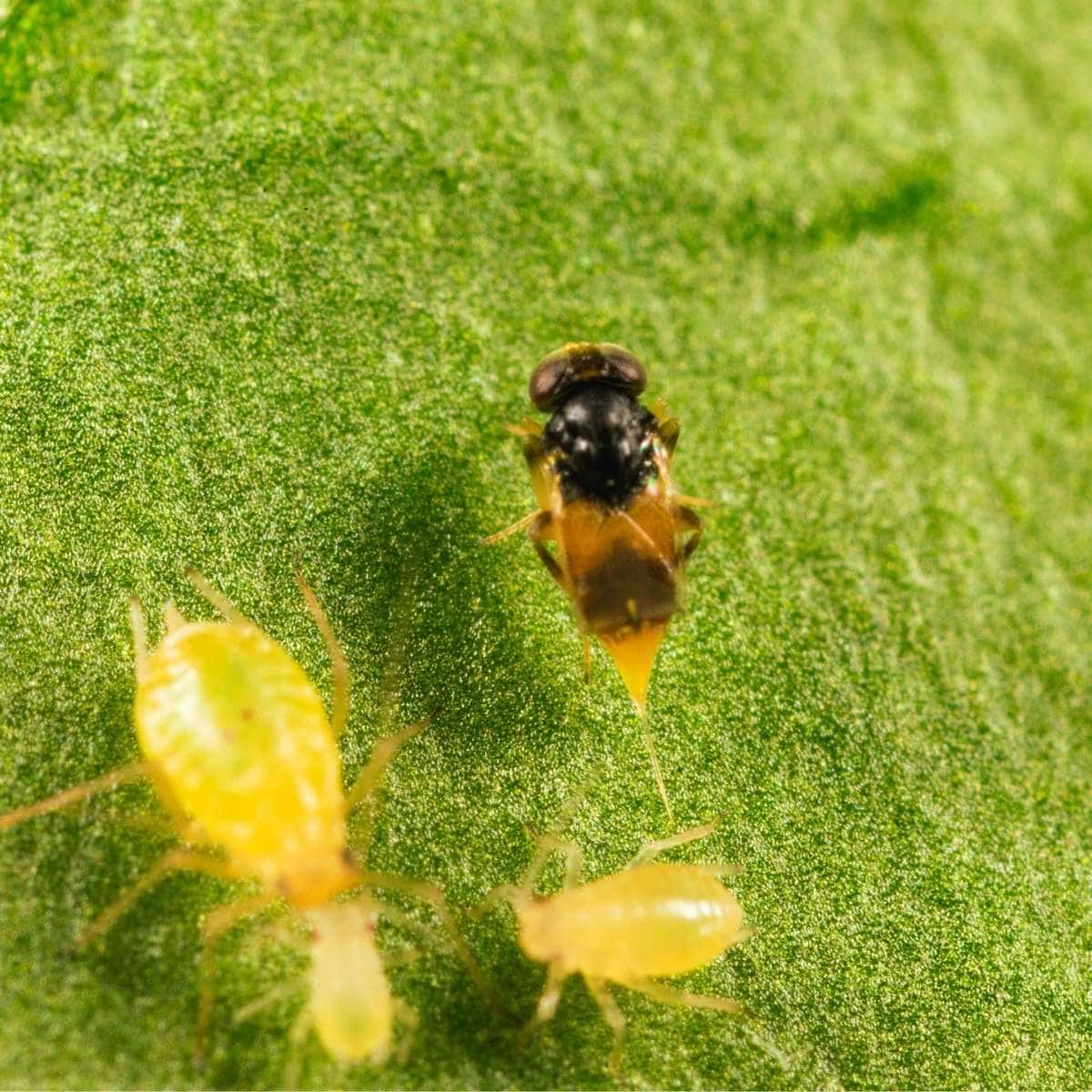 Insect and aphids on a green leaf