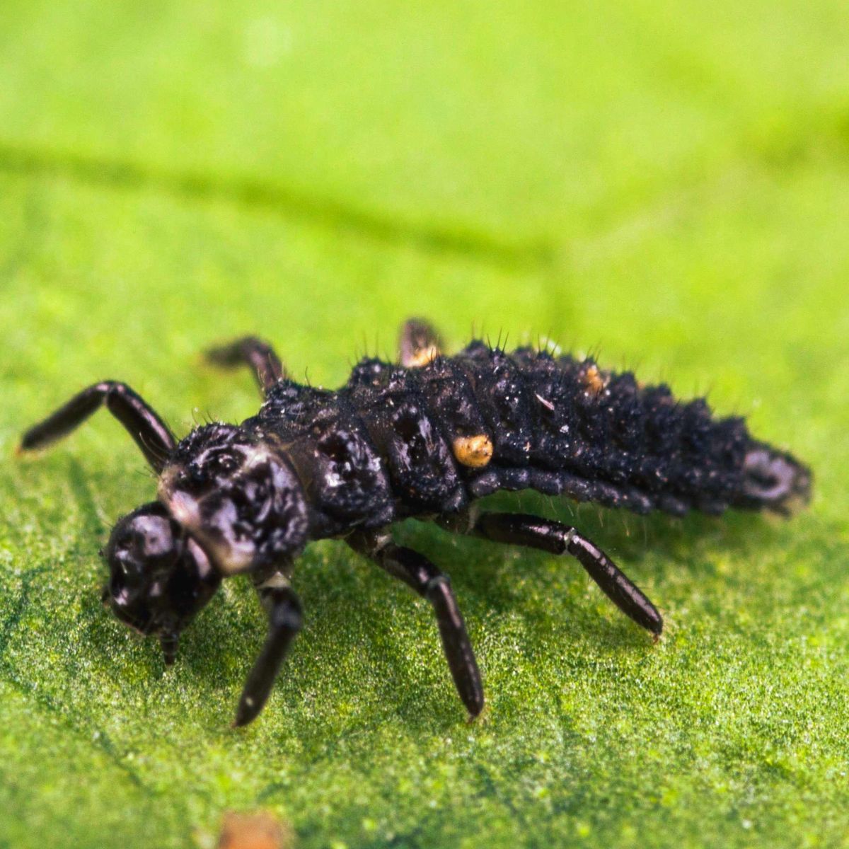 larves d'aphidalia noir sur une feuille