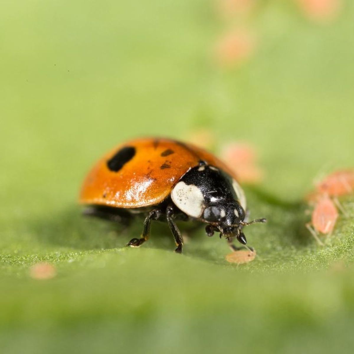 Aphidalia: adalia bipunctata