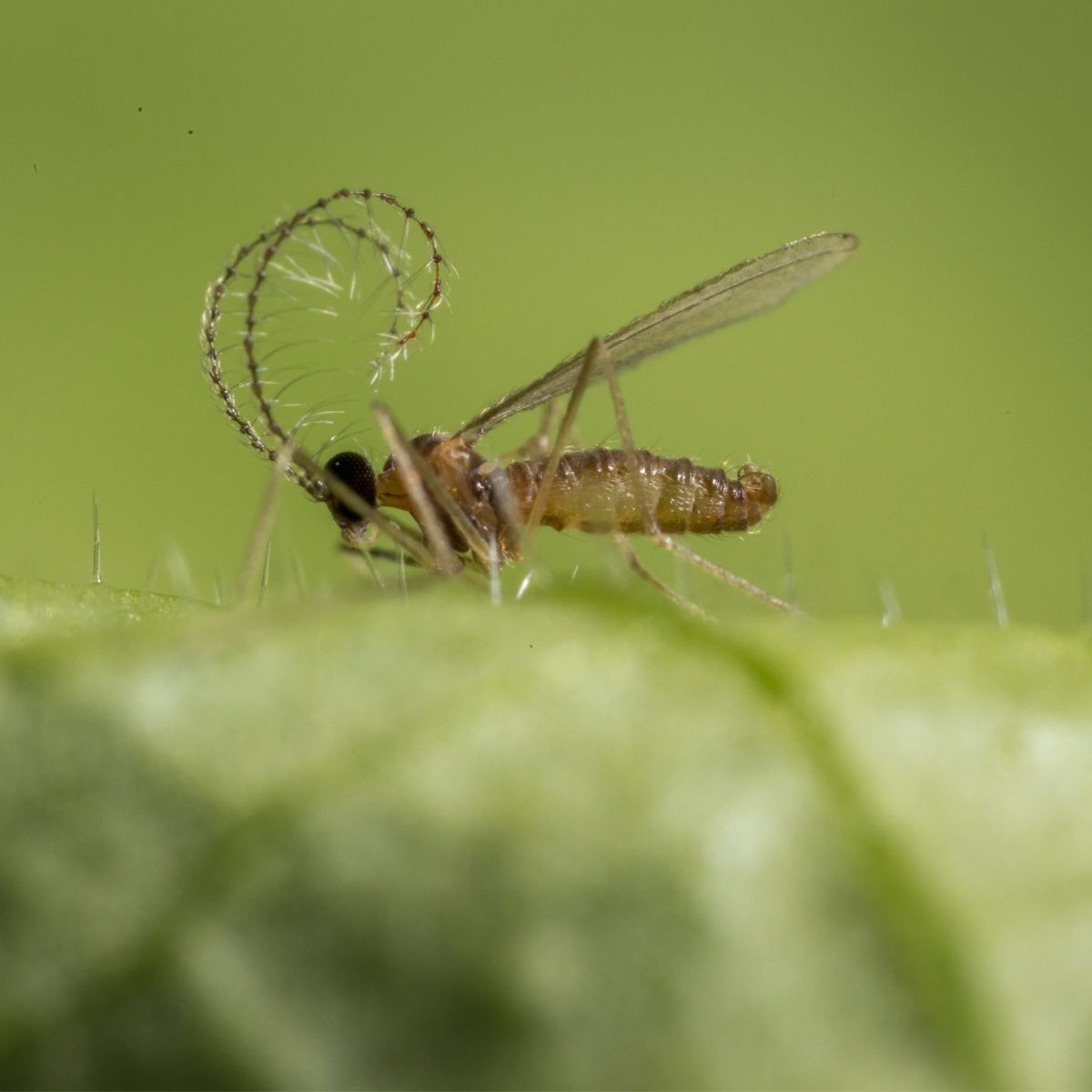 Close-up of a small insect on a green leaf