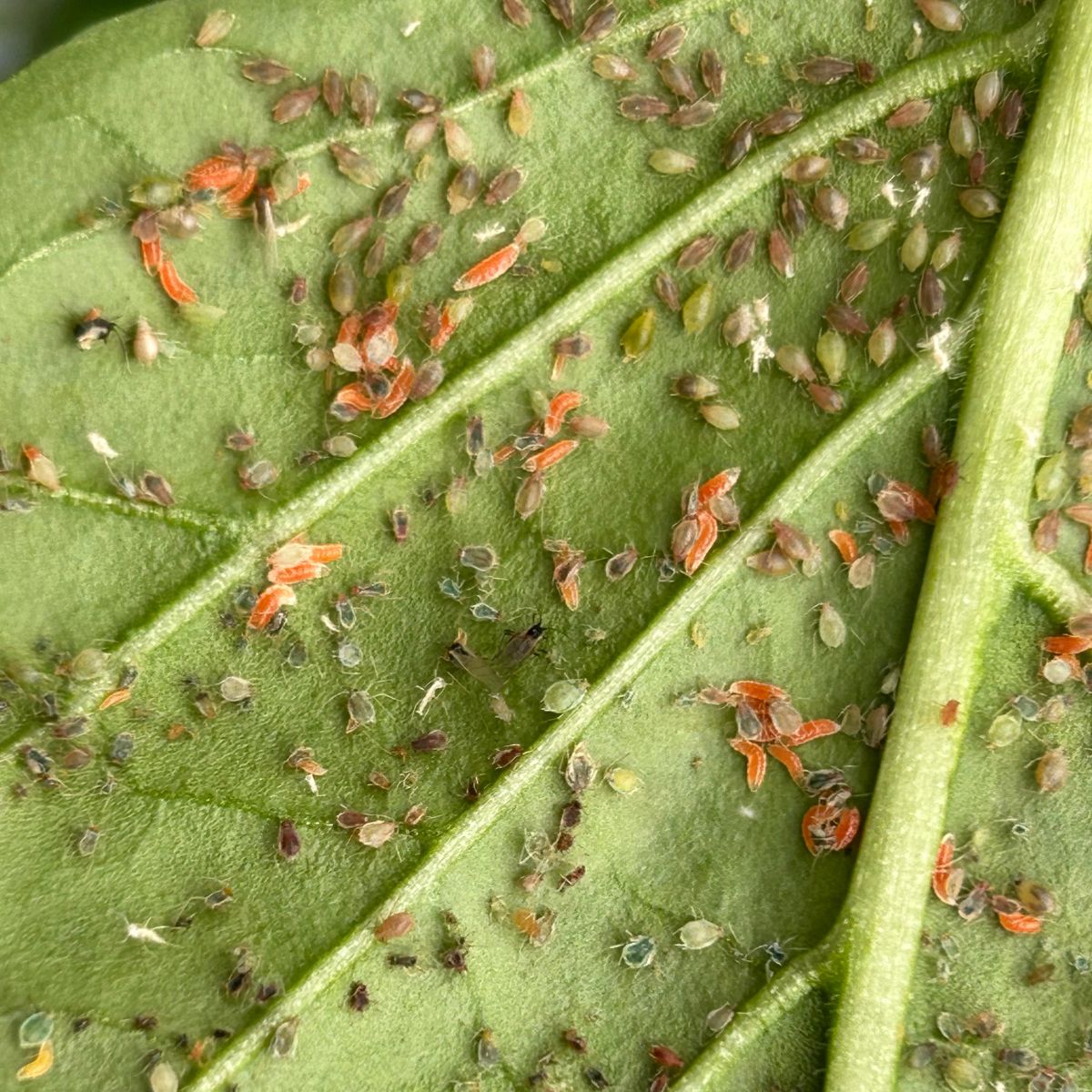 Close-up of aphids on a green leaf with Aphidoletes aphidimyza larvae