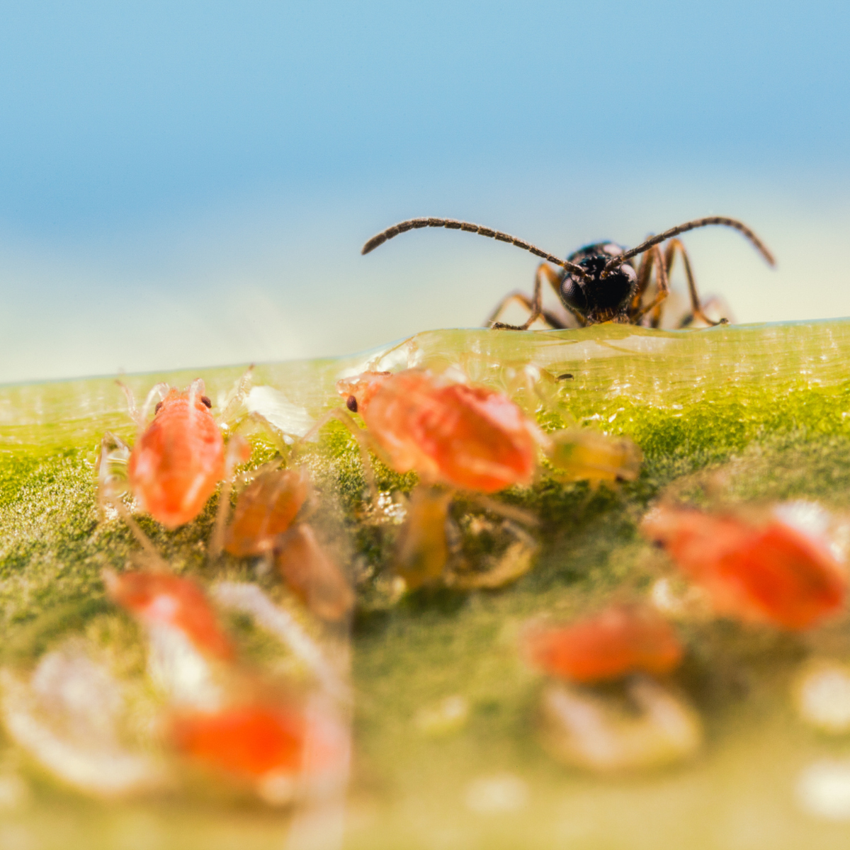 Close-up of a group of red aphids on green plant leaves with a blurred background