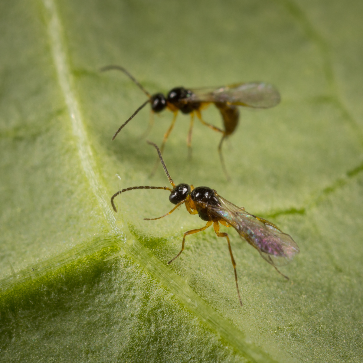 Two small insects on a green leaf