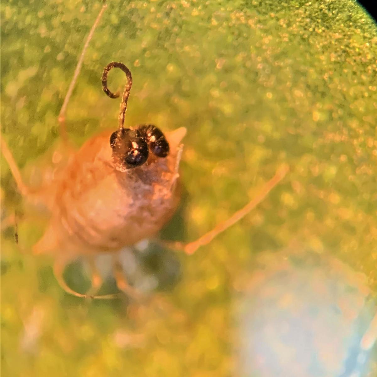 Close-up of a small insect on a green surface