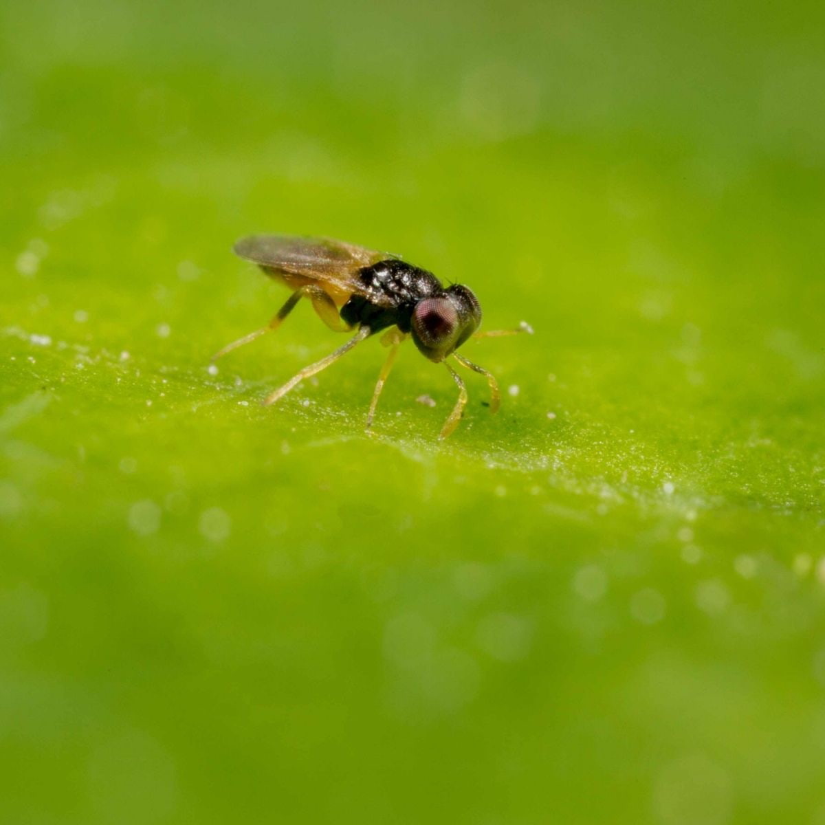 Small insect on a green leaf