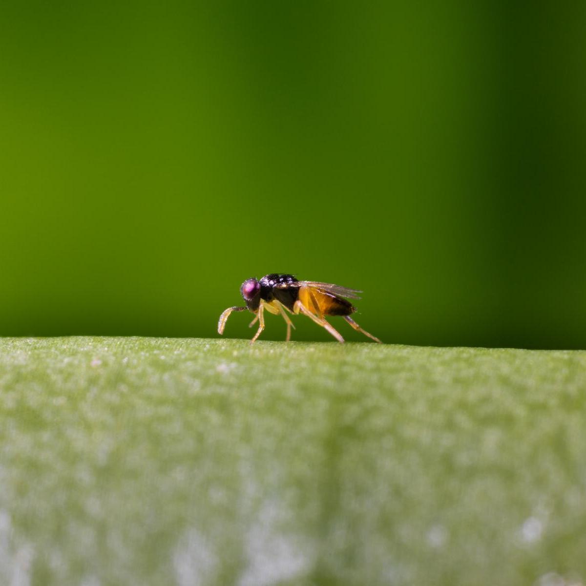 Un insect du produit Aphilin sur une feuille : Aphelinus abdominais 