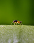 Aphilin insect on leaf: Aphelinus abdominais 