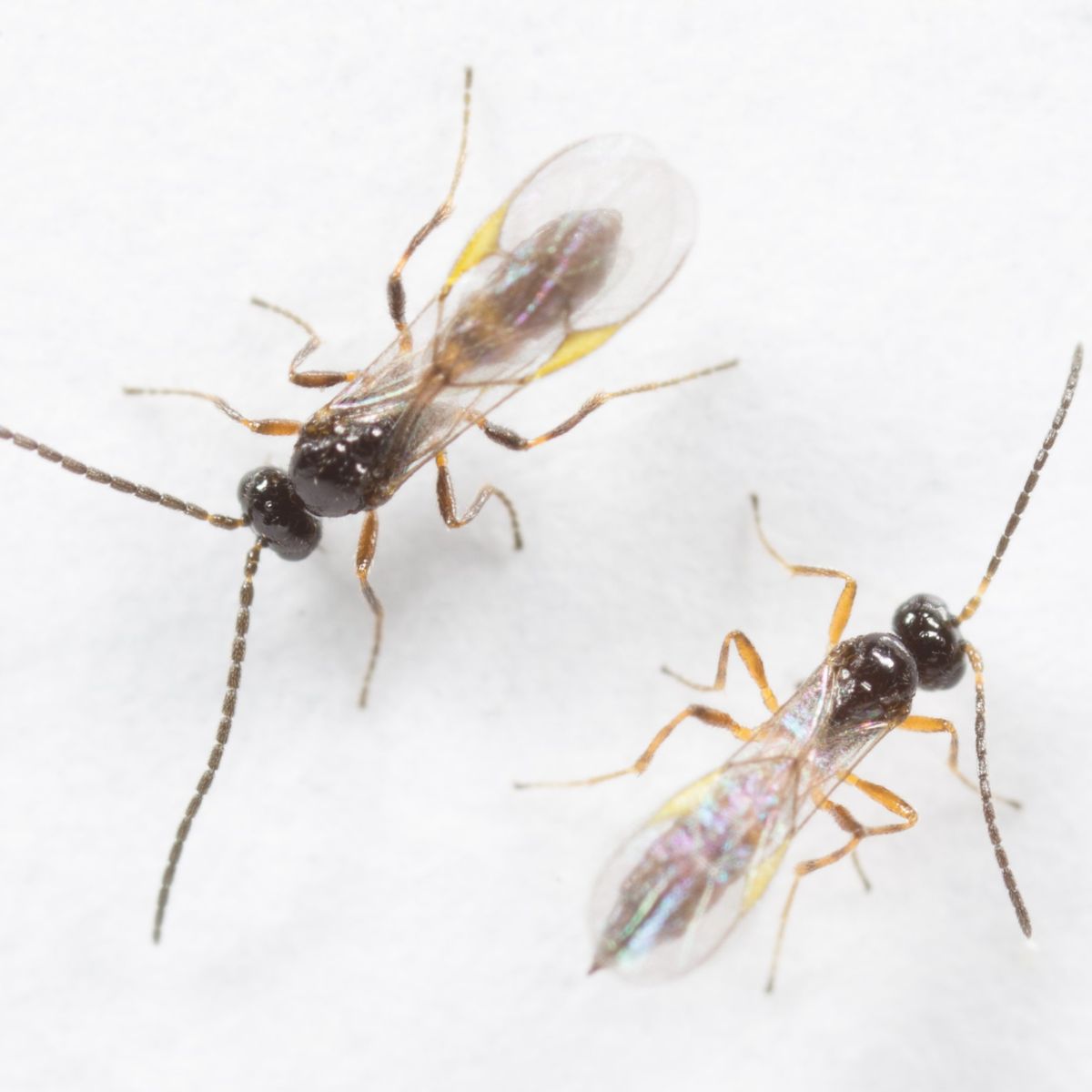 Two small insects on a white background