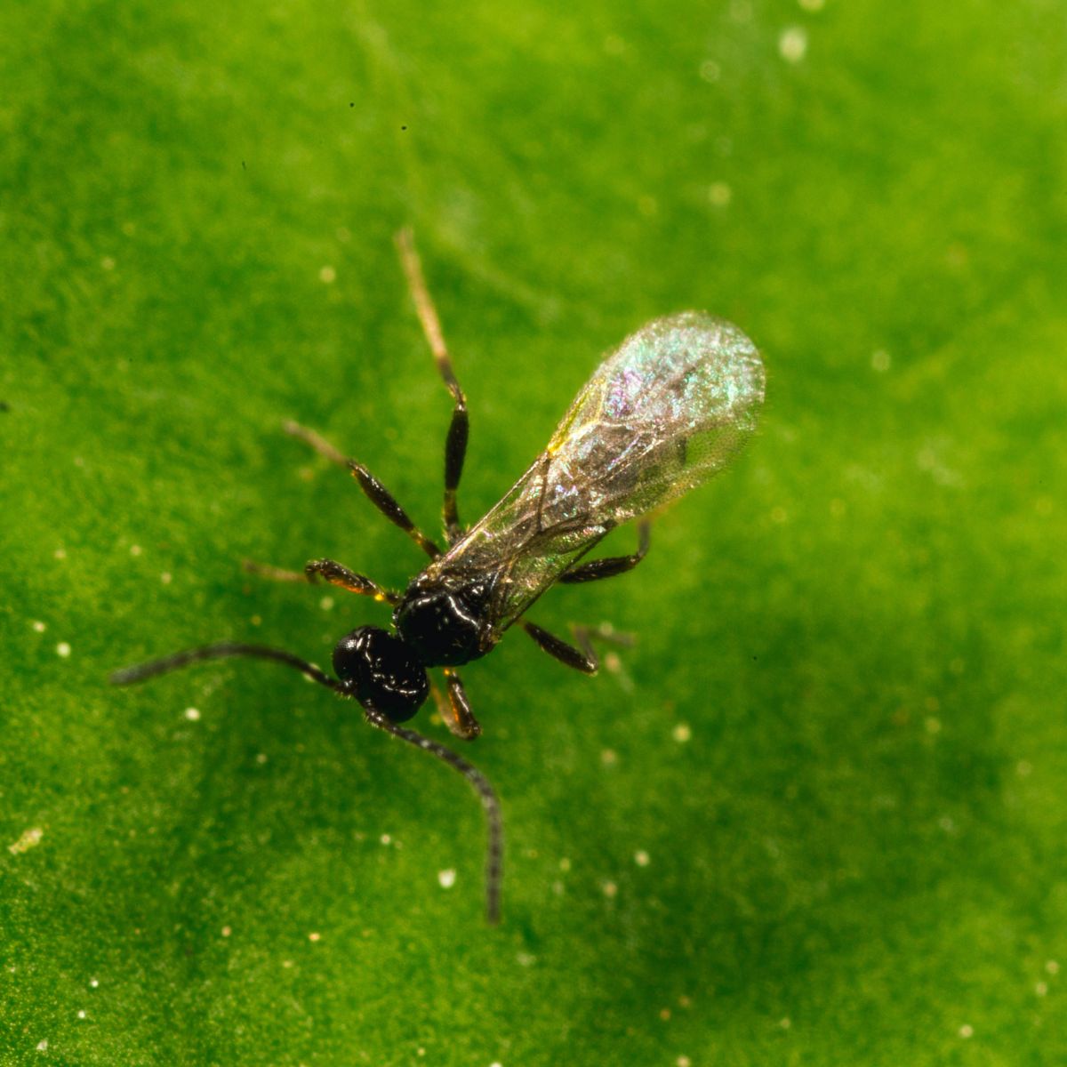 Small insect on a green leaf