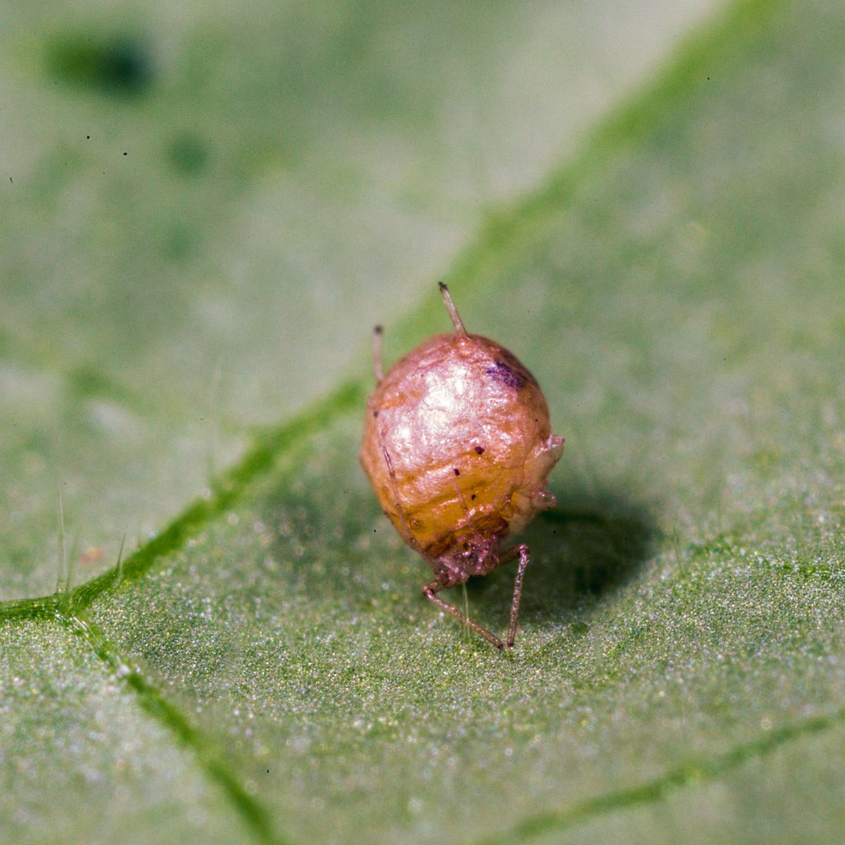 Aphid mummy on a green leaf