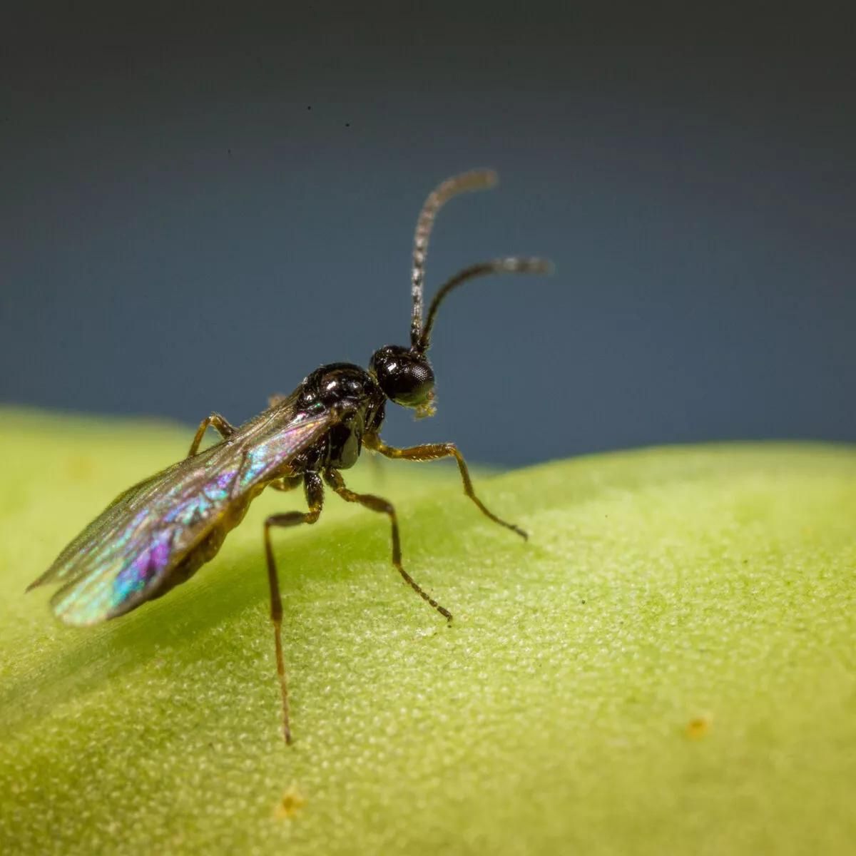 Photo d'insecte Aphipar-m : aphidius matricariae