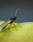 Photo d'insecte Aphipar-m : aphidius matricariae