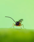 Photo d'insecte aphipar : aphidius colemani