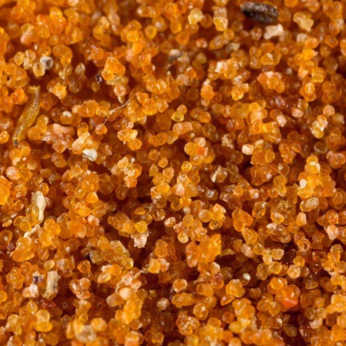 Up close photo of artefeed: Artemia spp. 