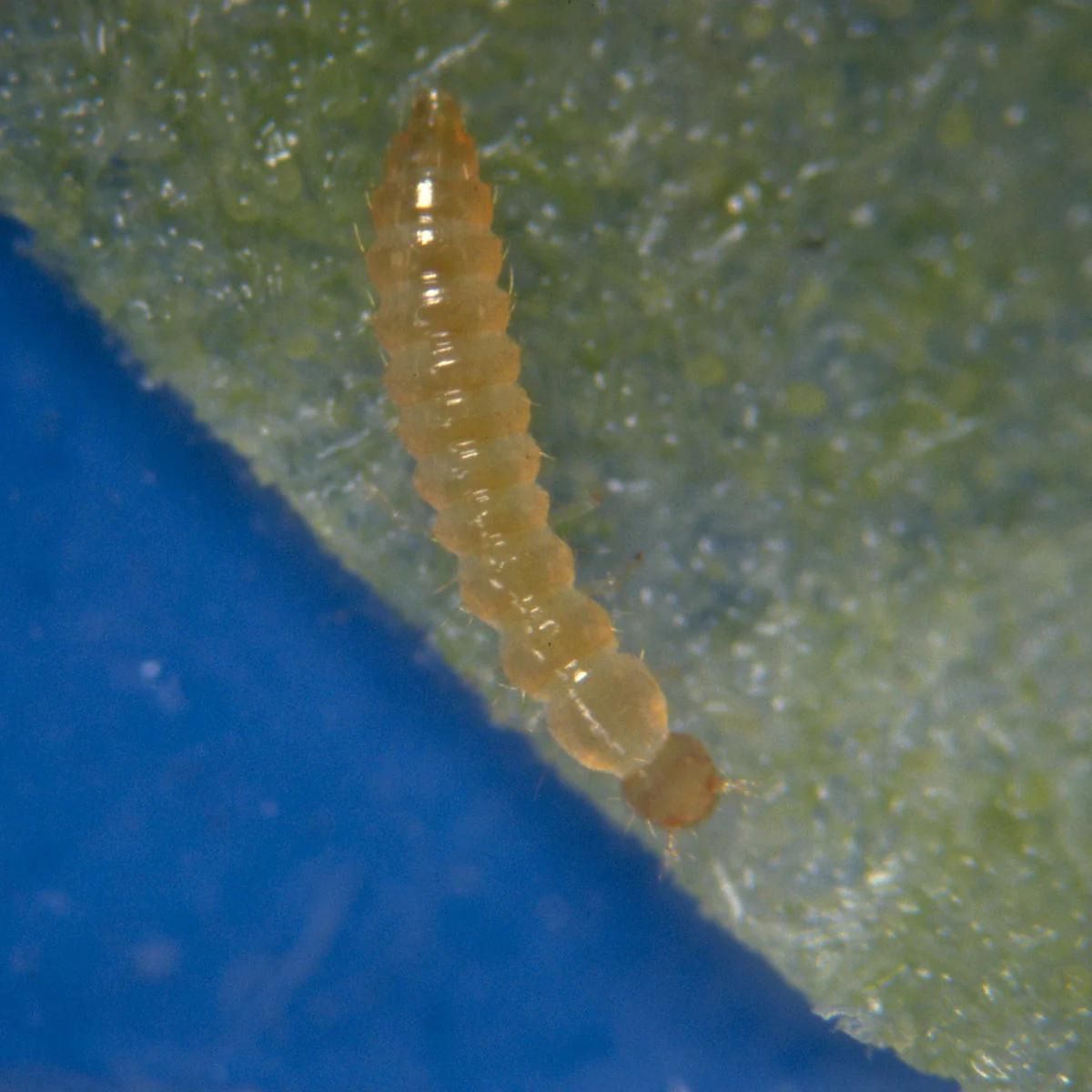 Photo of single atheta insect: Dalotia coriaria