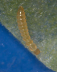 Photo of single atheta insect: Dalotia coriaria