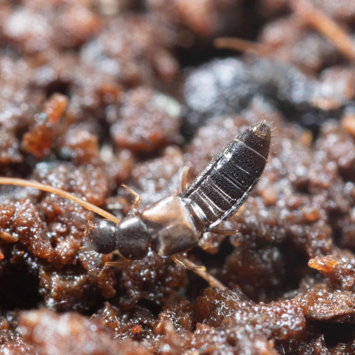 an atheta beetle on top of soil