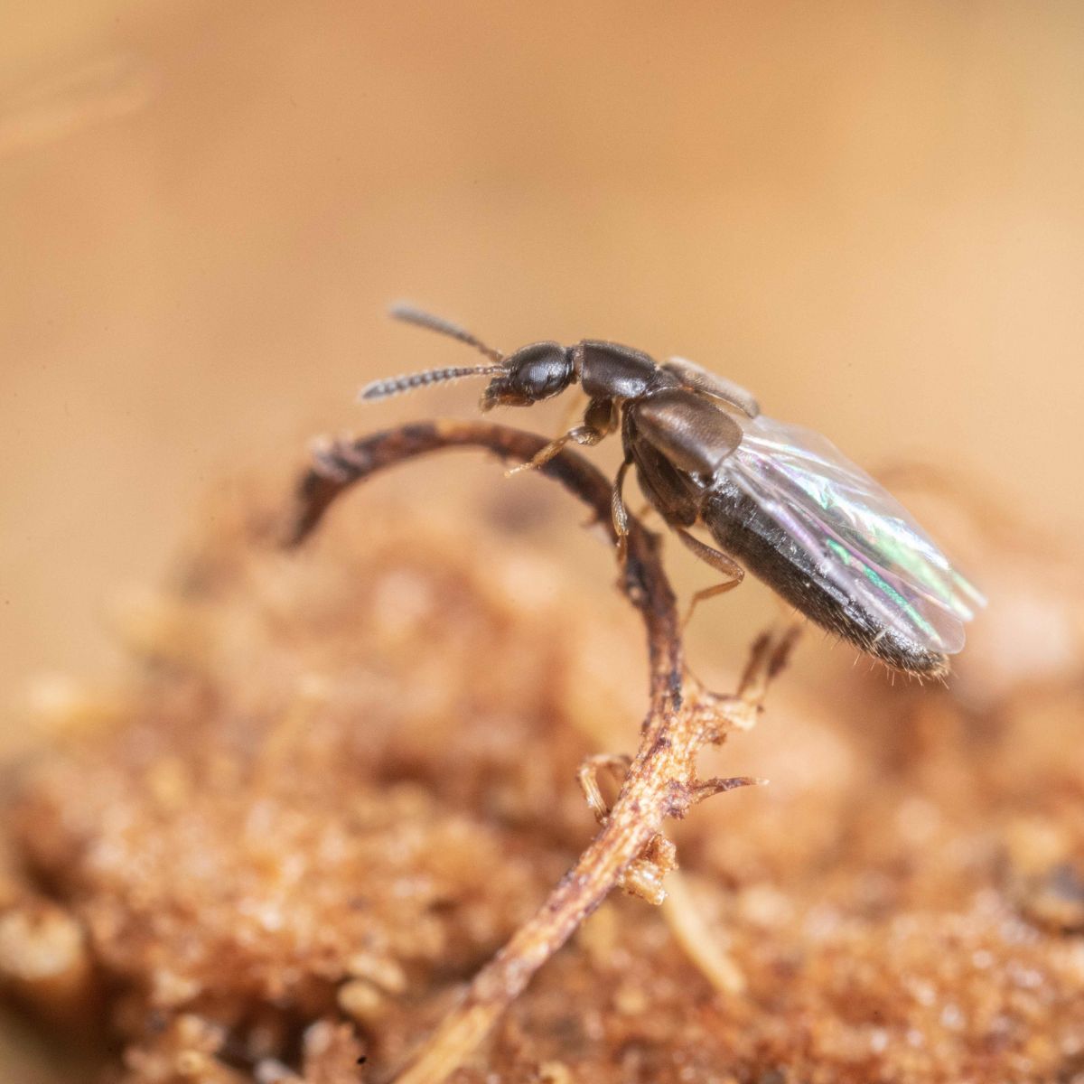 an brown beetle with wings on coco coir in the soil 