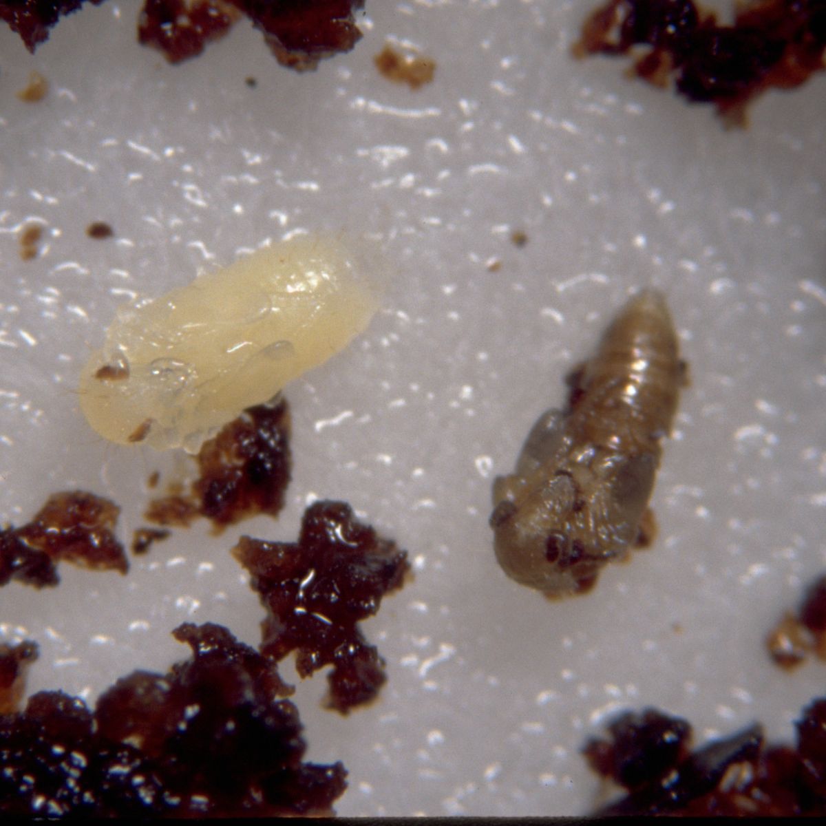 Atheta pupae under a microscope with soil 