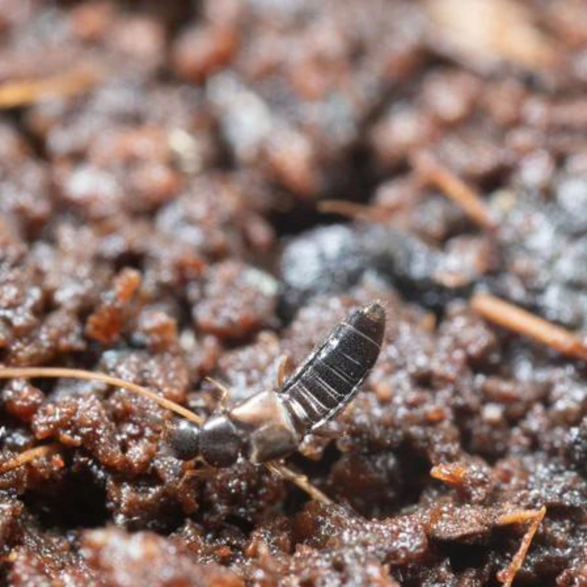 Photo de l'insecte du produit Atheta : Dalotia coriaria