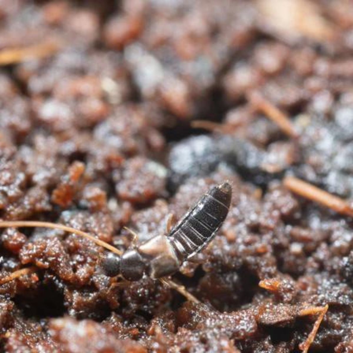 Atheta insect photo: Dalotia coriaria