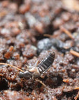 Atheta insect photo: Dalotia coriaria