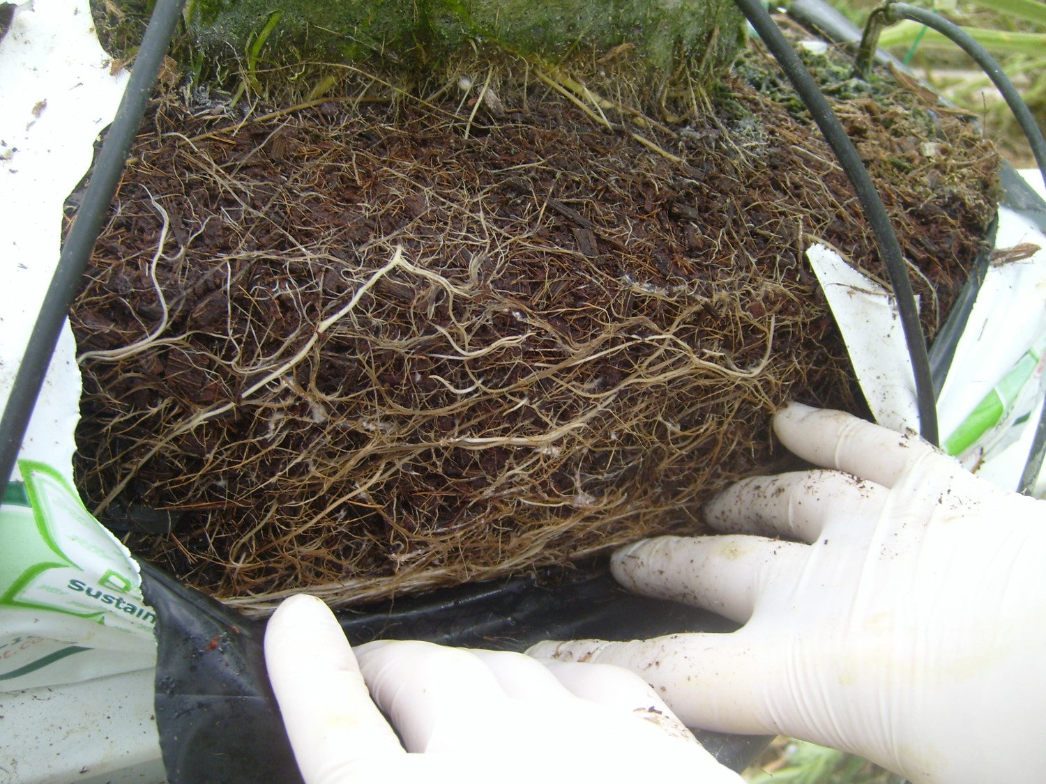 Root system of a plant held by gloved hands with a white background