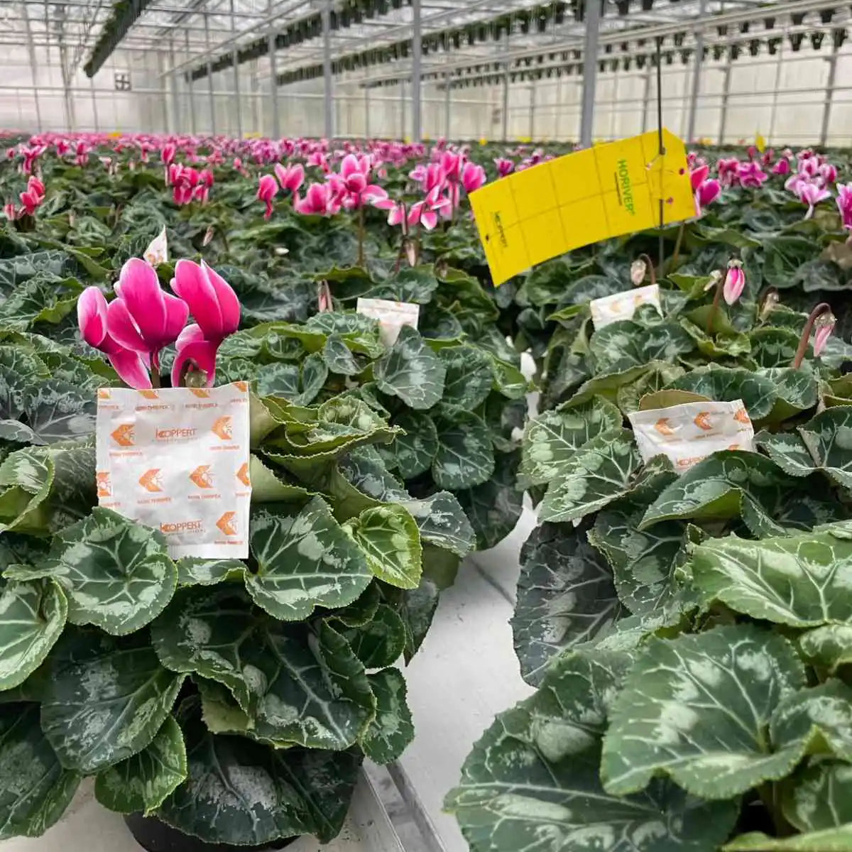 Potted plants with green leaves and pink flowers in a greenhouse setting.