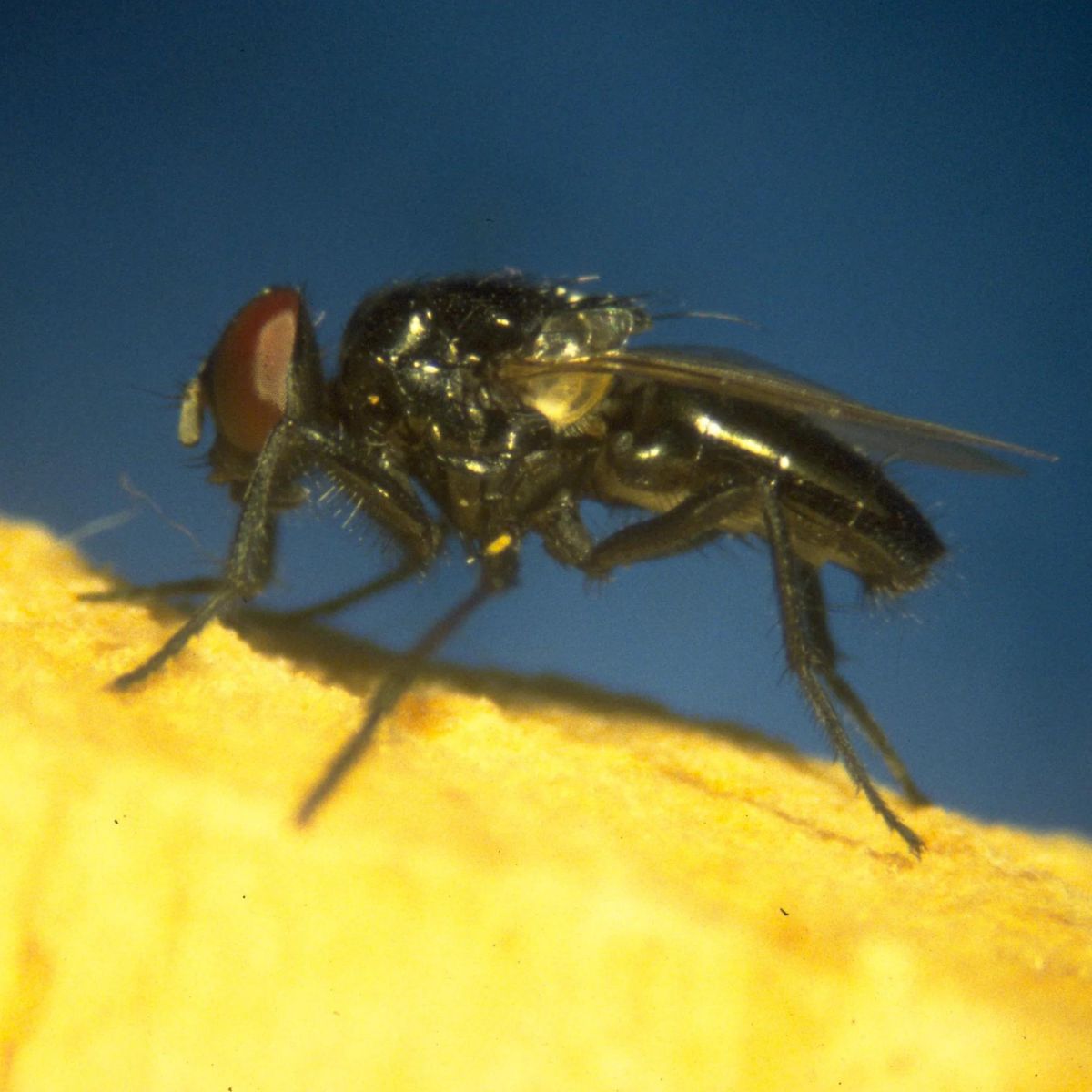 Close up image of ohpyra aenescens 