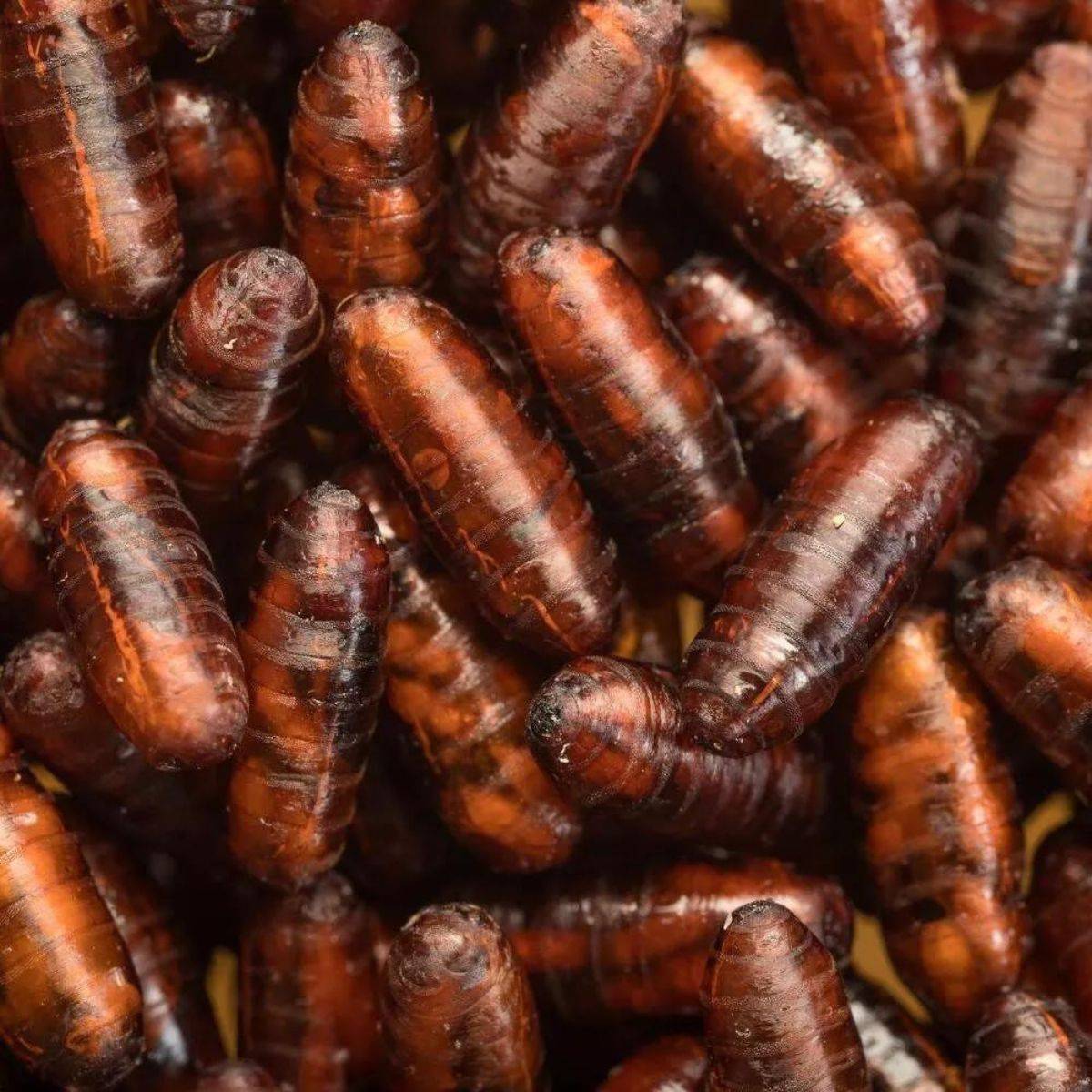 Full screen close up shot of biopar (Muscidifurax raptorellus) eggs 