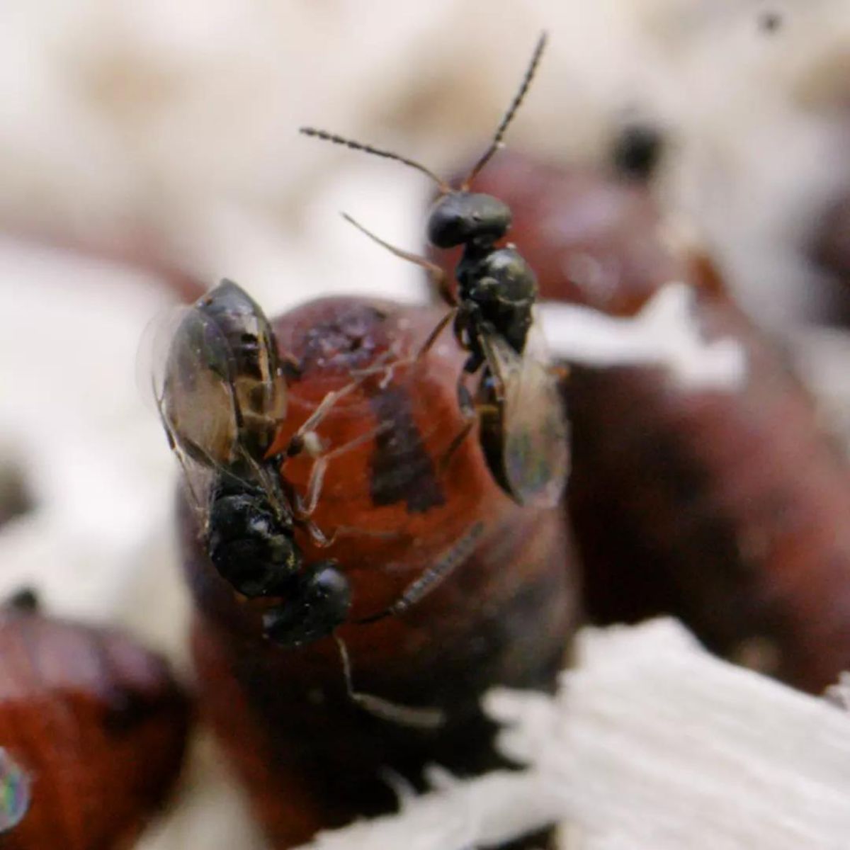 Image des insectes dans le produit Biopar : Muscidifurax raptorellus