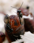 Image of biopar insects: Muscidifurax raptorellus