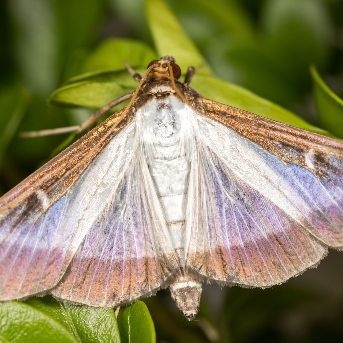 Pherodis Cydalima perspectalis