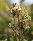 Phérodis Cydalima perspectalis