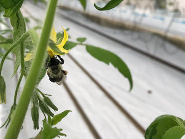 bumblebee pollinating a tomato flower