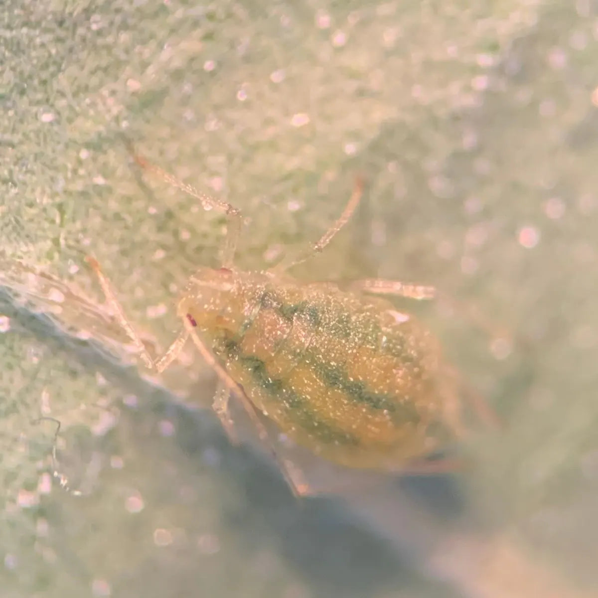Close-up of Cannabis aphid