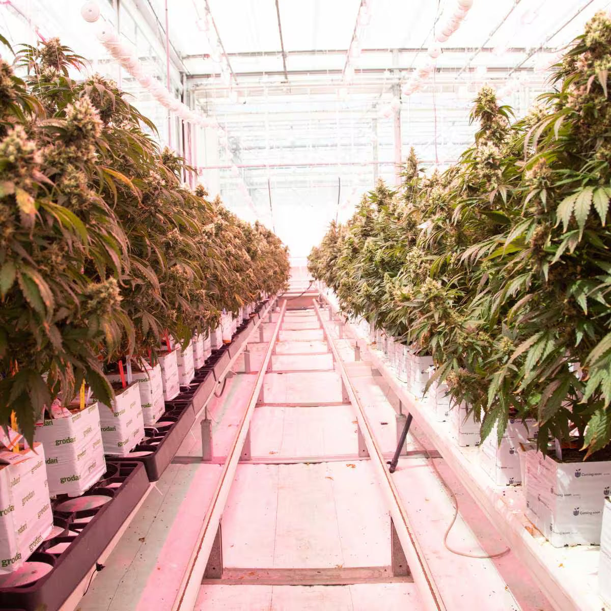 Grown cannabis plants in a greenhouse setting