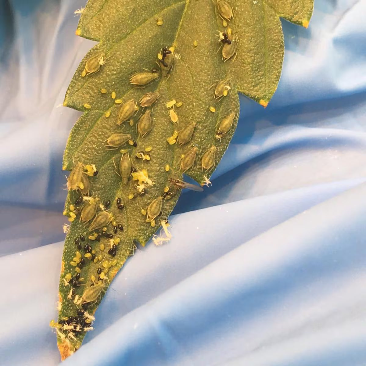 aphids on a green leaf with a blurred blue and white background
